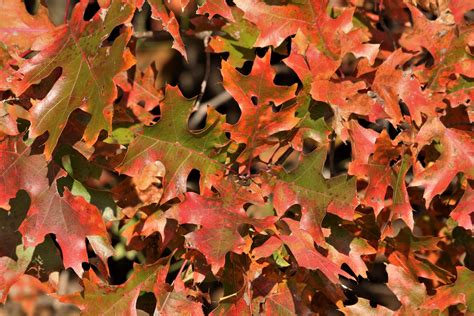 fall oak leaves images